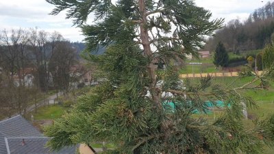 Sequoiadendron giganteum - sekvojovec obrovský - v koruně stromu 05